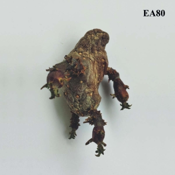 EA80 - Single - LP
